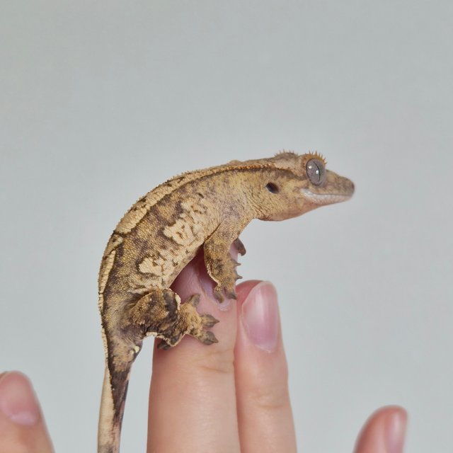 노멀 옐로우 크림시클 크림 드리피