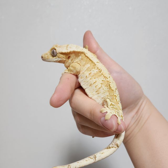 크림시클 크림 옐로우