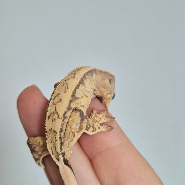 노멀 트라이 드리피