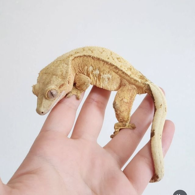 크림시클 크림 옐로우