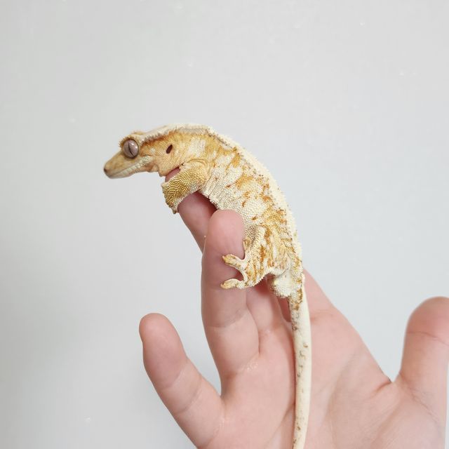 크림시클 크림 옐로우