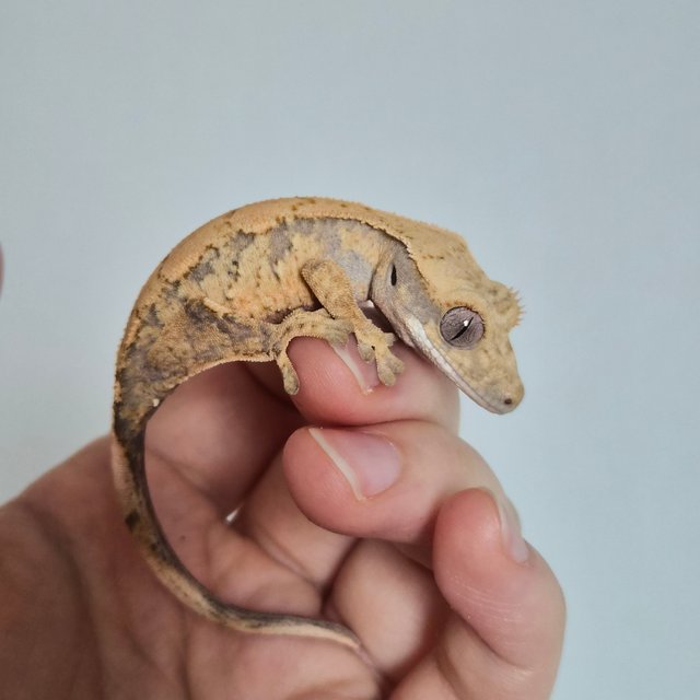 익스트림할리퀸 다크 노멀