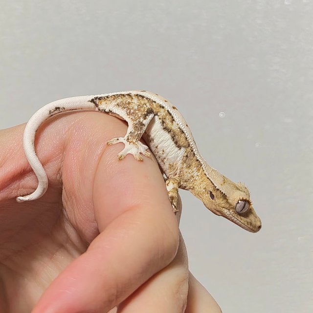 크림 크림시클 옐로우 릴리화이트