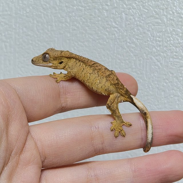 옐로우 크림 크림시클 팬텀 노멀