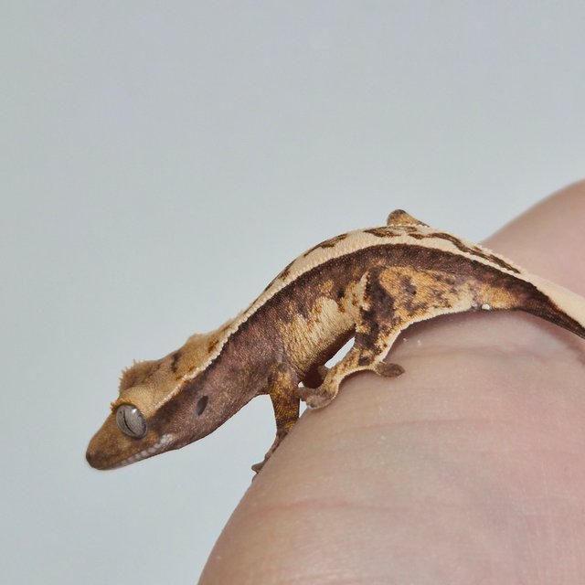 노멀 트라이 쿼드