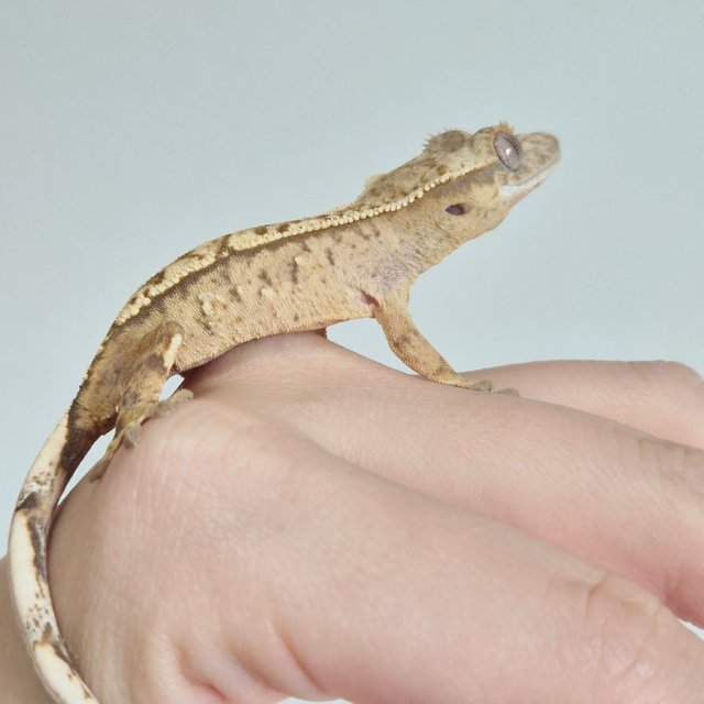 노멀 크림 크림시클 옐로우