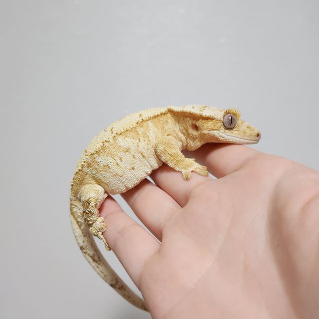 크림시클 크림 옐로우