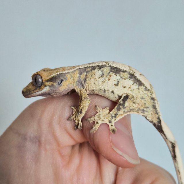 노멀 트라이 드리피 화이트스팟