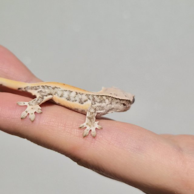 크림 크림시클 옐로우 릴리화이트