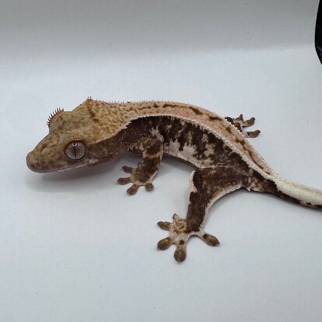 릴리100%헷아잔틱