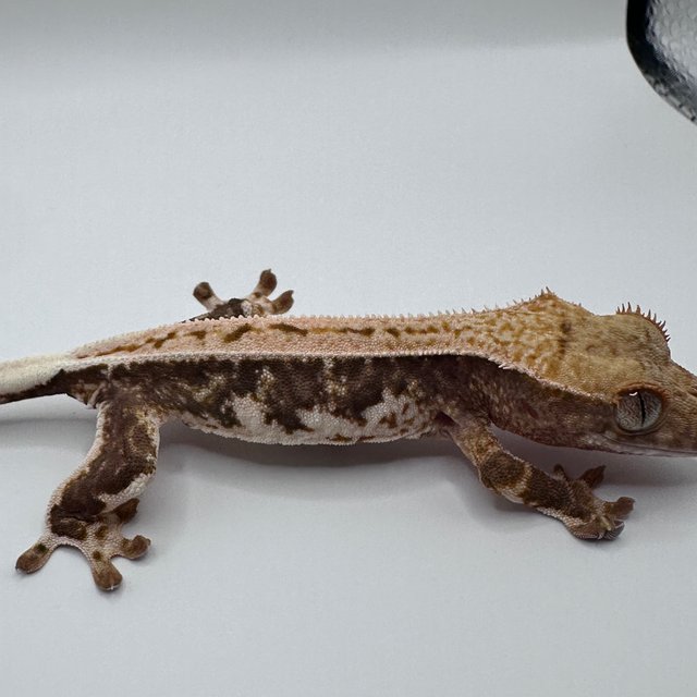 릴리100%헷아잔틱