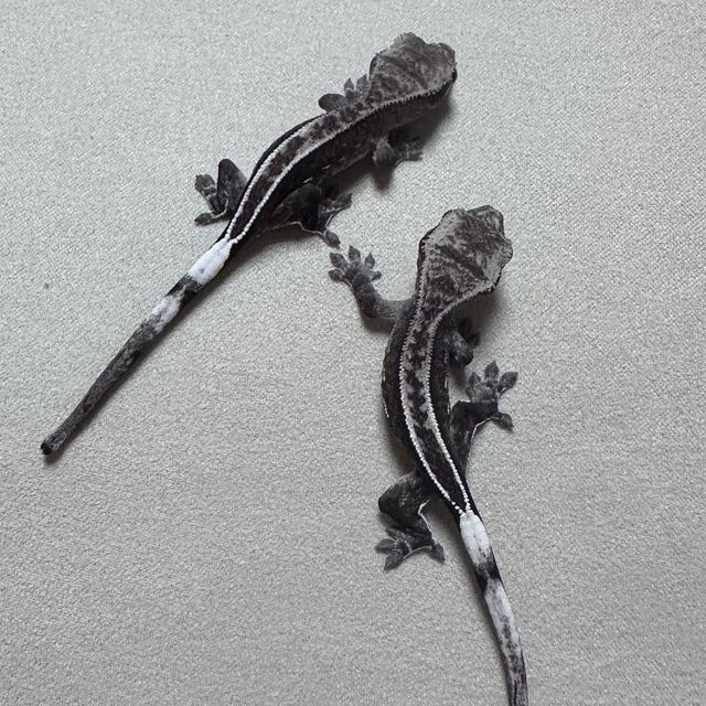 아잔틱