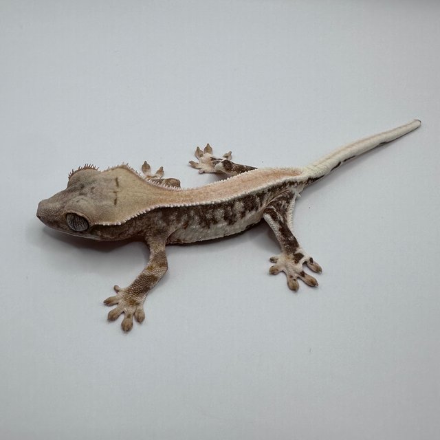 릴리100%헷아잔틱