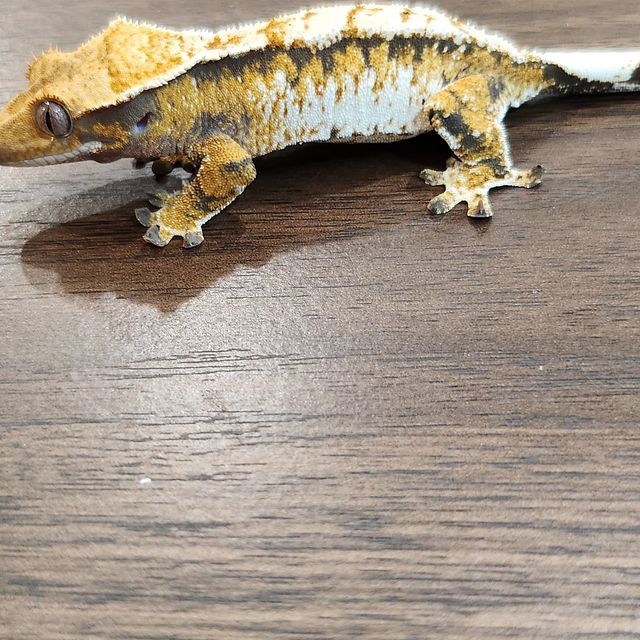 트라이 레이지