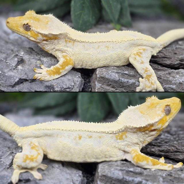 릴리화이트 100%헷초초