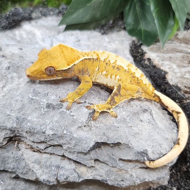 트라이