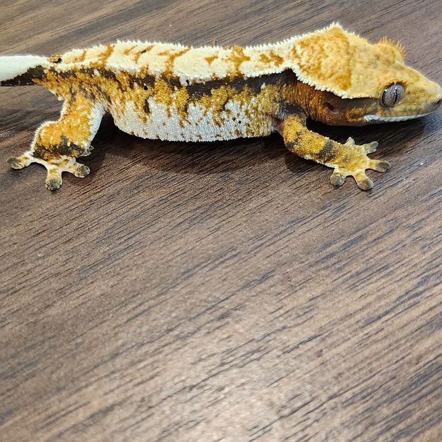트라이 레이지