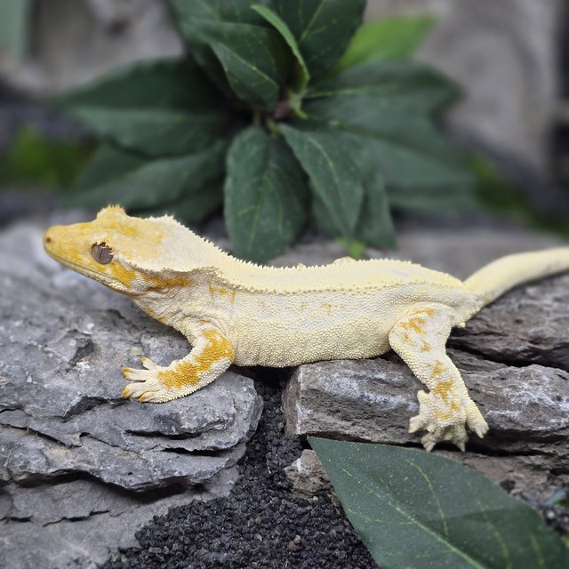 릴리화이트 100%헷초초