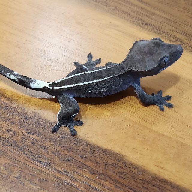아잔틱