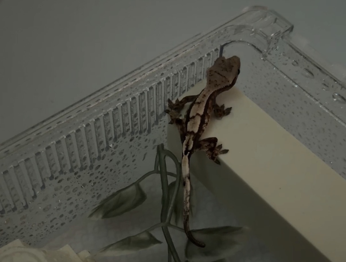크레시엘