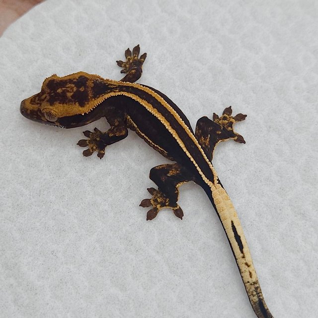 슈퍼스트라이프 엠티백