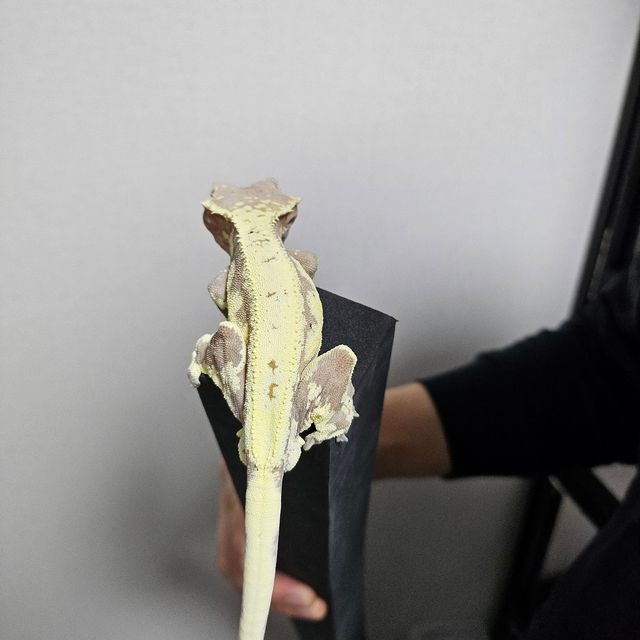 프라푸치노