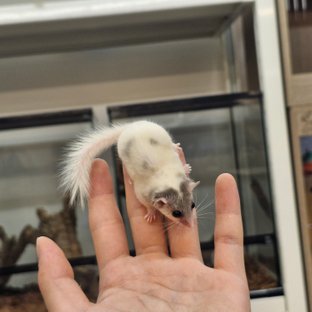 화이트 페이스 노말