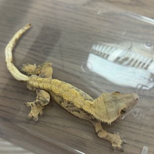노멀 드리피 할리퀸