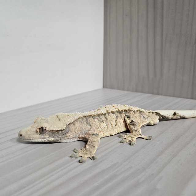 트라이 익스트림할리퀸