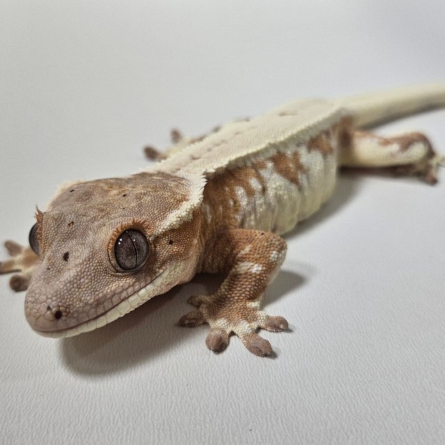 릴리 세이블 화이트크라운