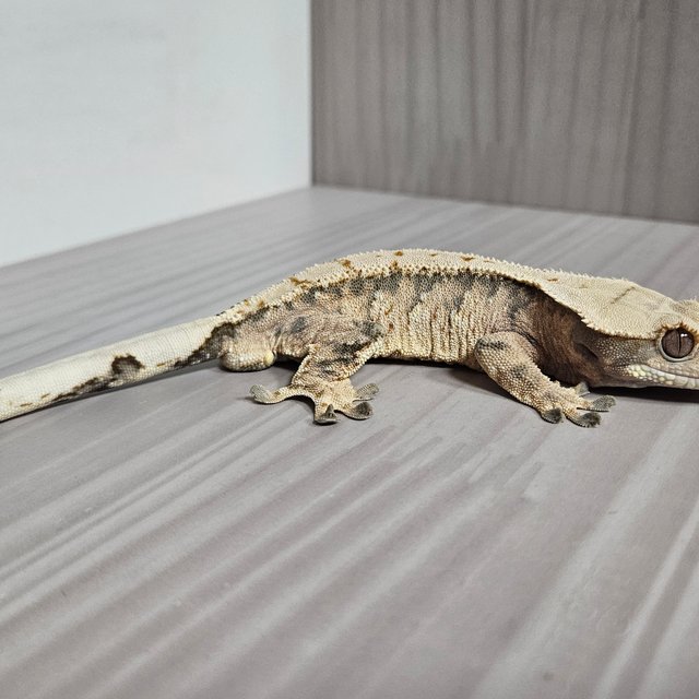 트라이 익스트림할리퀸