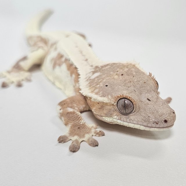 릴리 세이블 화이트크라운