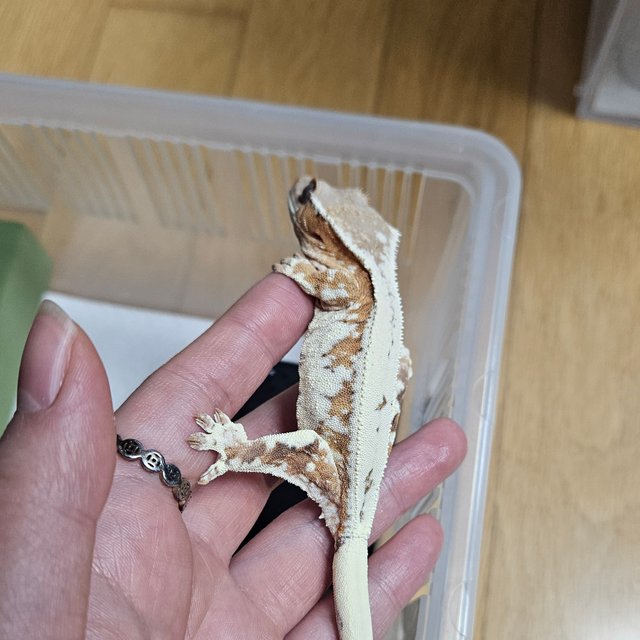 릴리 세이블 화이트크라운