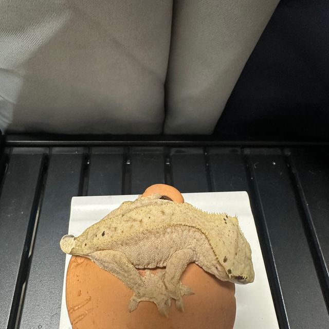 카푸치노