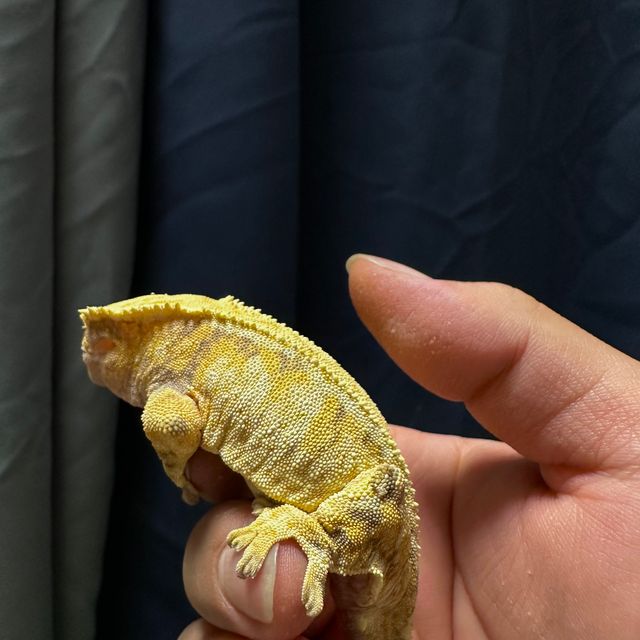 노멀 트라이 익스트림할리퀸 바브