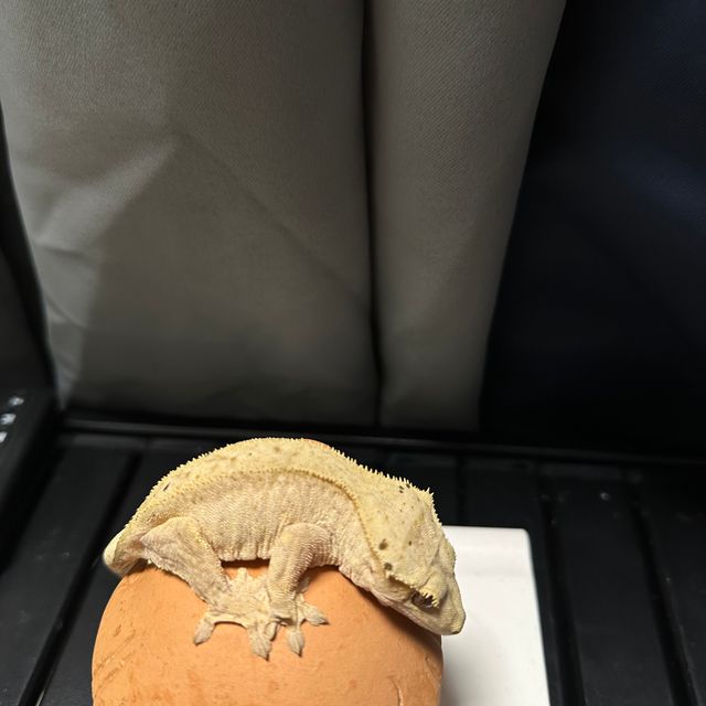 카푸치노
