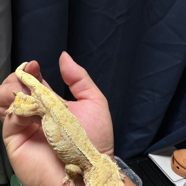 바브