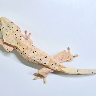 옐로우 슈퍼달마시안 달마시안