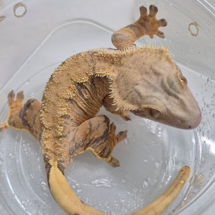 노멀 트라이 익스트림할리퀸