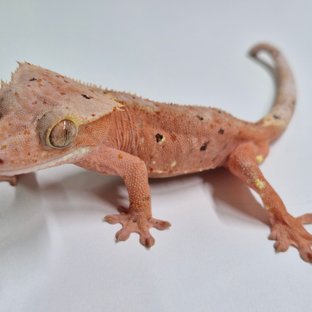 달마시안 슈퍼달마시안 레드