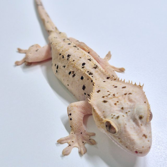 달마시안 슈퍼달마시안