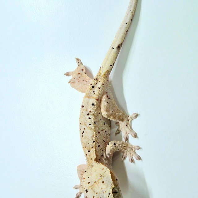 옐로우 슈퍼달마시안 달마시안