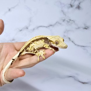 노멀 트라이 익스트림할리퀸 화이트스팟 화이트포트홀 드리피