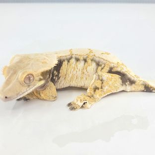 소라