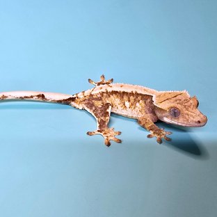 화이트스팟 화이트포트홀