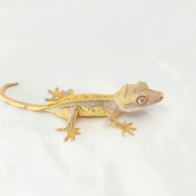 익스트림할리퀸