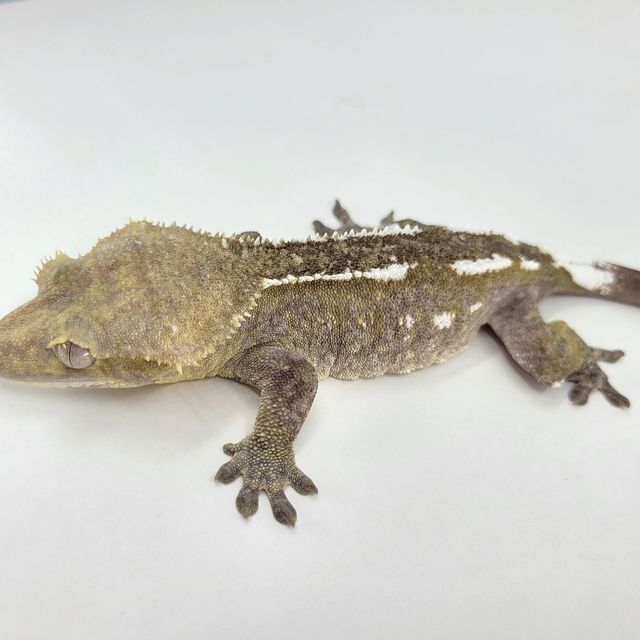 아잔틱