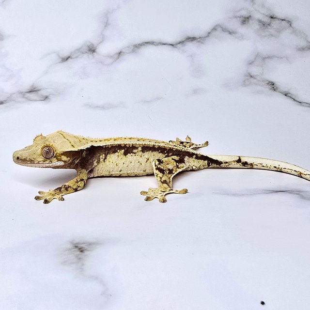 노멀 트라이 익스트림할리퀸 화이트스팟 화이트포트홀 드리피