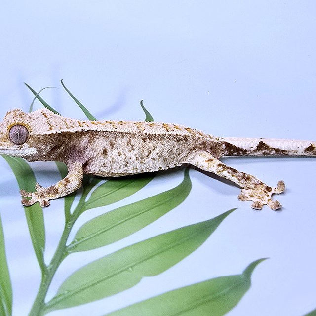 트라이 드리피 화이트스팟 화이트포트홀