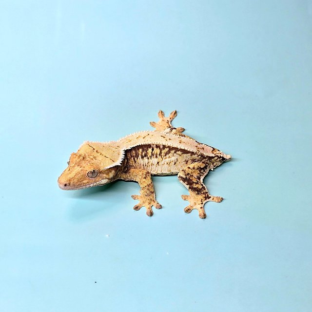 화이트스팟 화이트포트홀 드리피 솔리드백